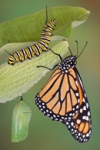 caterpillar-chrysalis-adult