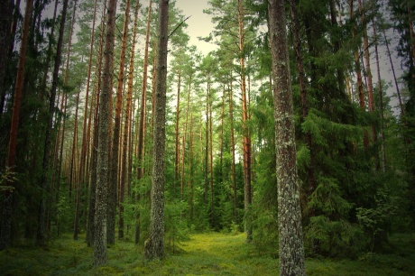 Forest-goodwp.com.jpg