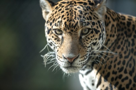 Jaguar Looking at Camera by Eric Kilby. CC BY-SA 2.0